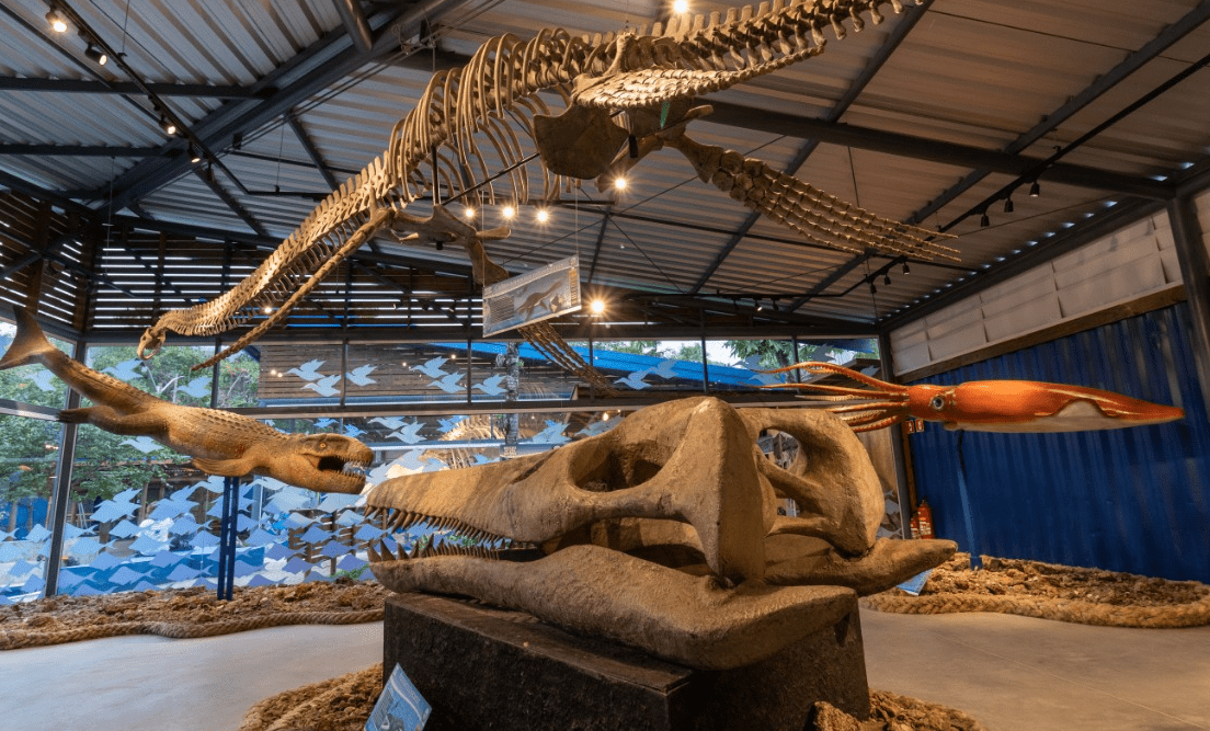 Museu da Vida Marinha em Ubatuba: Guia Completo